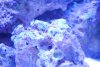 hitcher coral.jpg