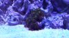 coral growth1.jpg