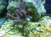 corals 003.jpg