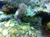 corals 013.jpg