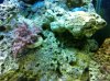 corals 014.jpg