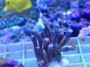 Reef Splash Polyps 6-24-14.jpg