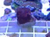 Reef Splash Red Purple Favia 6-24-14.jpg