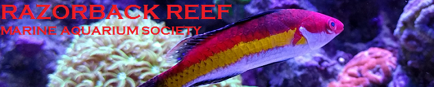 Razorback Reef Marine Aquarium Society
